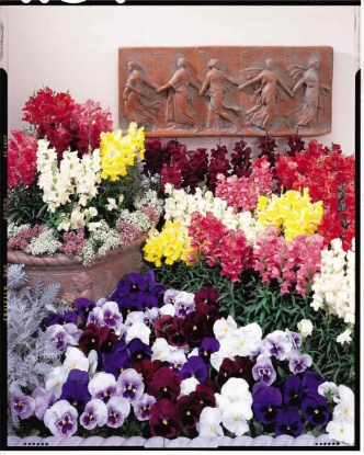 Picture of Antirrhinum - Freesong F1